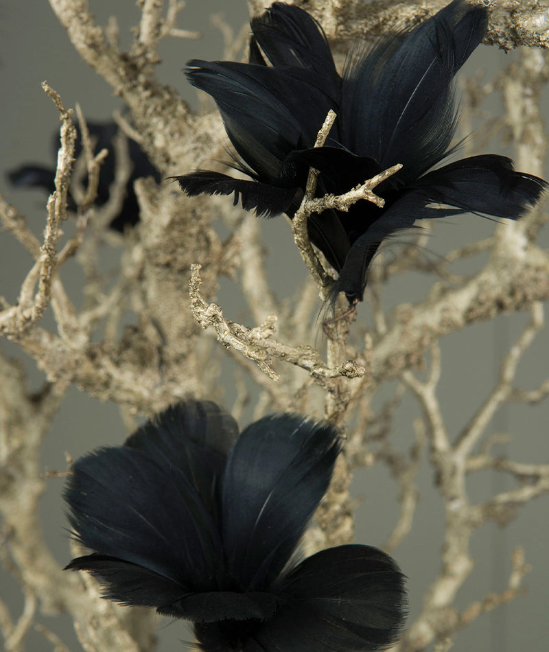 Fjäderblomma Svart