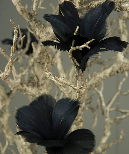 Fjäderblomma Svart