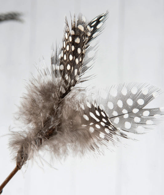 Fjäderblomma Pärlhöns