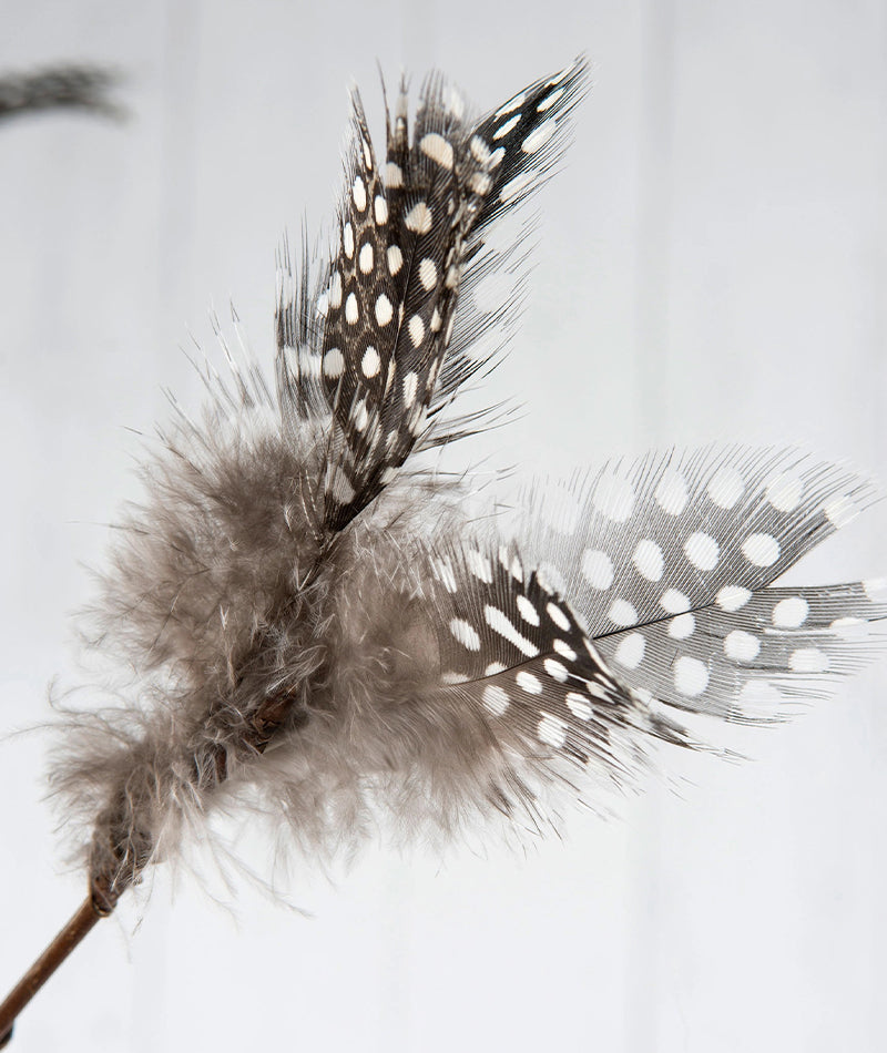 Fjäderblomma Pärlhöns