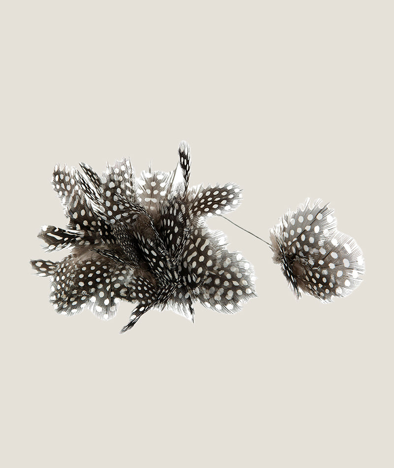 Fjäderblomma Pärlhöns