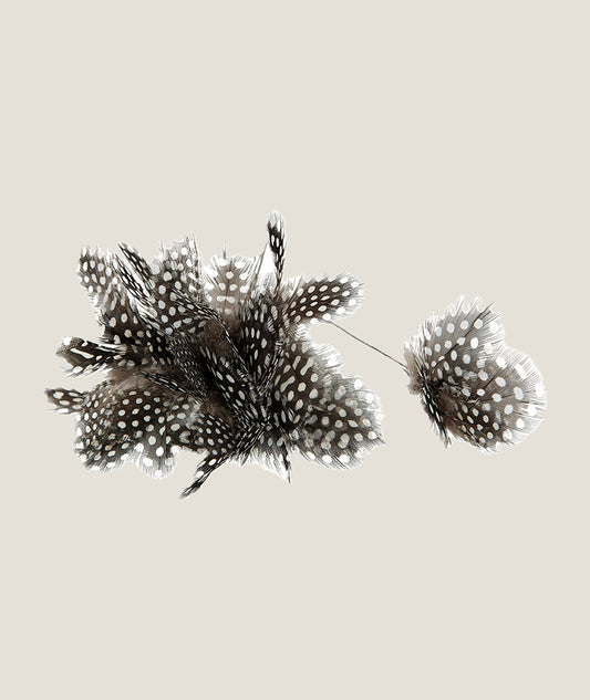 Fjäderblomma Pärlhöns