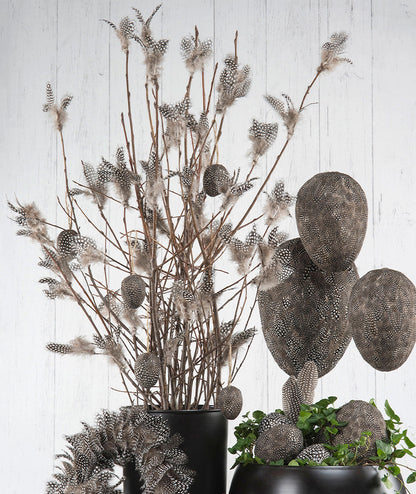 Fjäderblomma Pärlhöns