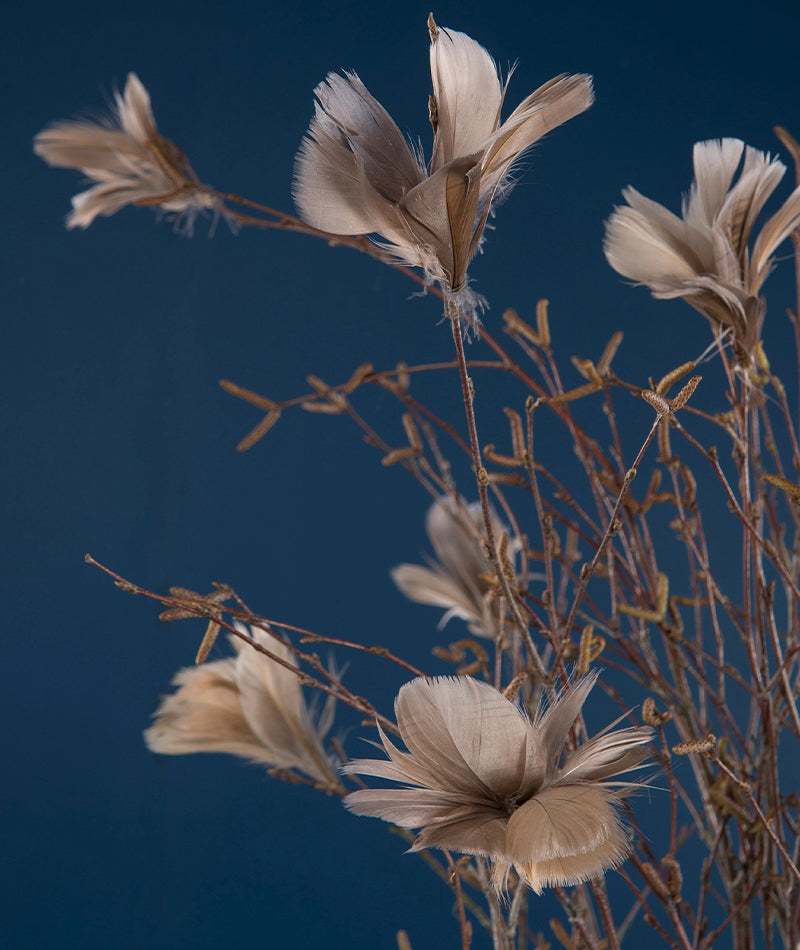 Fjäderblomma Mullvad