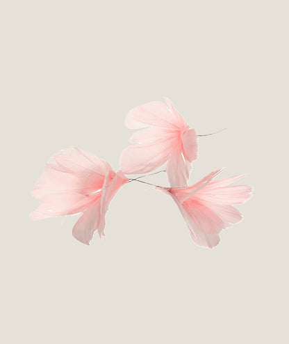 Fjäderblomma Ljusrosa